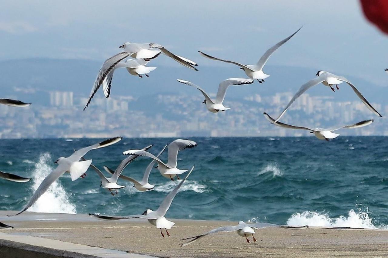 Apartman Ines, Cozy, Stunning View, Parking, Pet Friendly Opatija